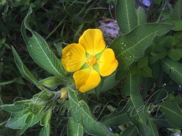 Peruvian Water Primrose